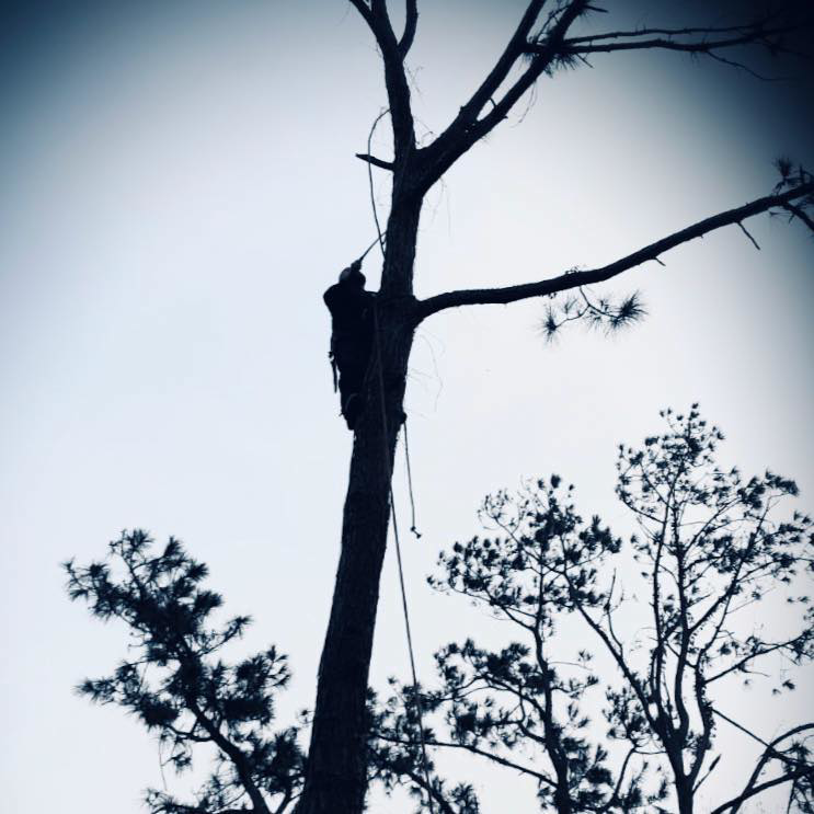 A tree climber's silhouette working high up on a tree, secured by ropes, for D&W Affordable Tree Service in Jacksonville, FL.
