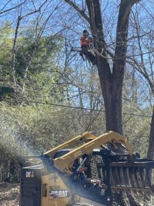 A tree climber in a harness working high in a tree with a skid steer loader below, for Lumberjacks Tree Service in Chattanooga, TN.