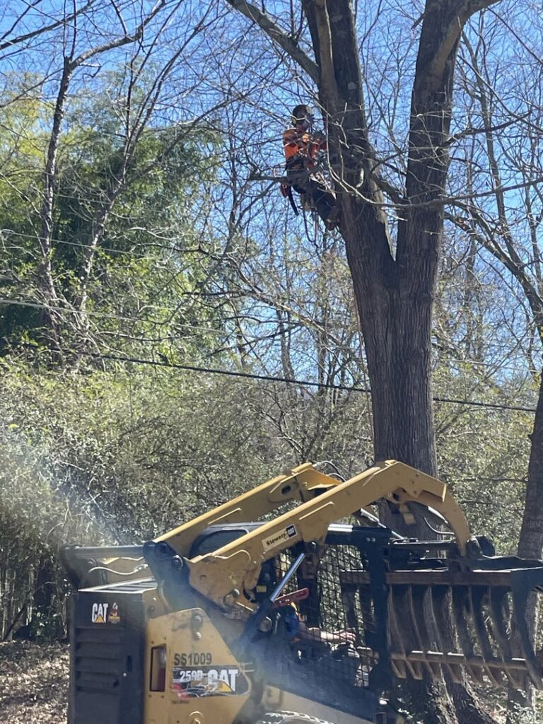 A tree climber in a harness working high in a tree with a skid steer loader below, for Lumberjacks Tree Service in Chattanooga, TN.