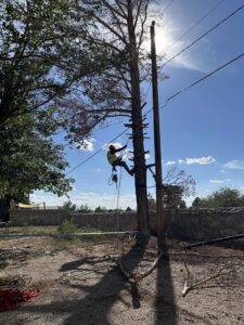 A skilled tree climber using spikes and ropes to ascend a tall tree near power lines, a service by South West Tree Service in Las Cruces, NM.