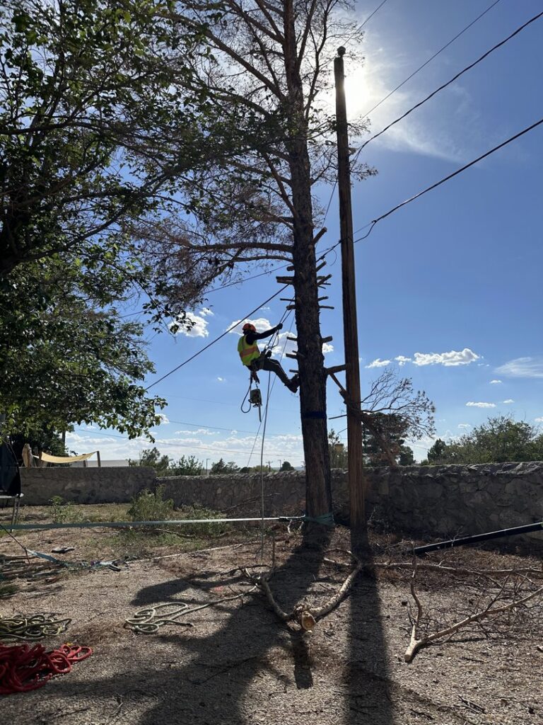A skilled tree climber using spikes and ropes to ascend a tall tree near power lines, a service by South West Tree Service in Las Cruces, NM.