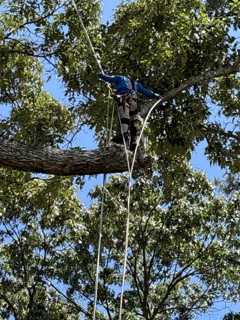 A skilled tree climber from De Paz Tree Service trimming branches high in a tree in Katy, TX