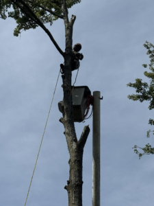 Jim's Mowing and Tree Service worker in a hard hat, high in a tree, trimming branches with a bucket lift in Kirkville, NY.