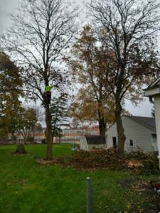 A tree service professional climbing a tree to trim branches for JT Tree Service & Removal in Toledo, OH.