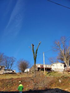 A skilled tree climber trimming branches high in a tree for King's Tree Service LLC in Winfield, MO.
