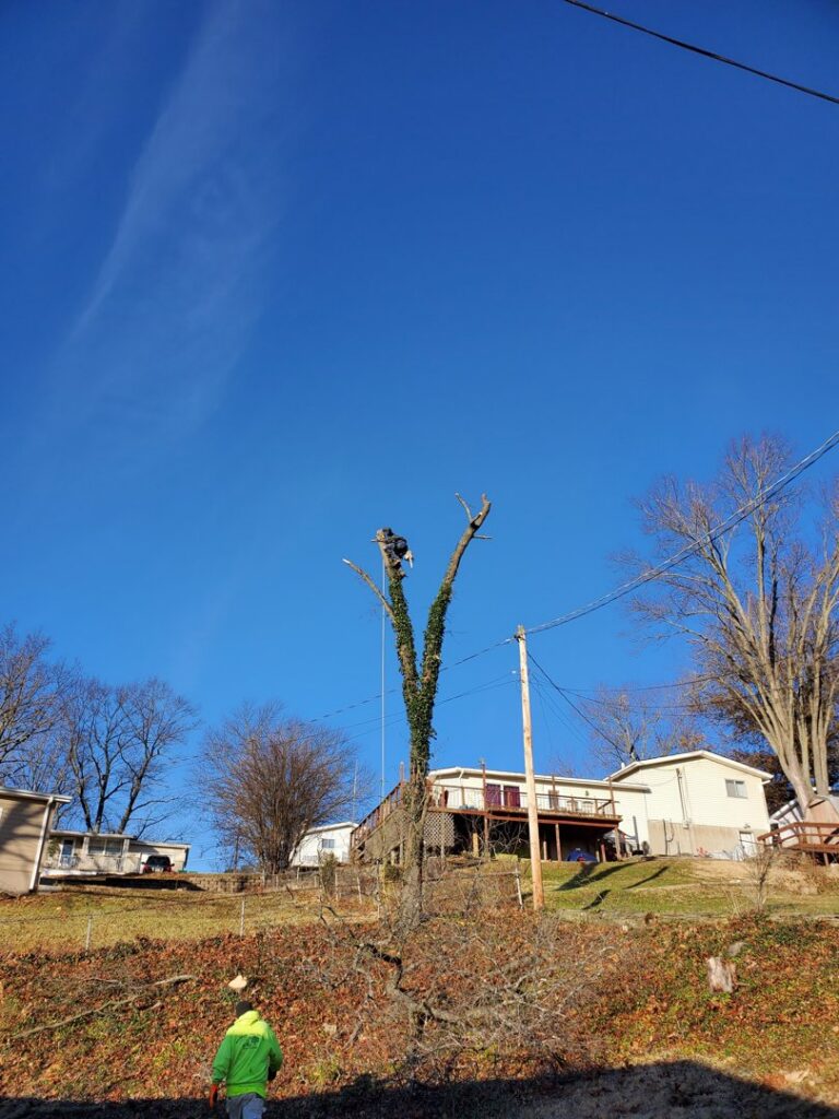 A skilled tree climber trimming branches high in a tree for King's Tree Service LLC in Winfield, MO.