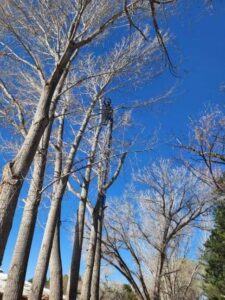 A skilled worker high up in a tree, performing branch trimming for R and J Tree Service in Farmington, NM.