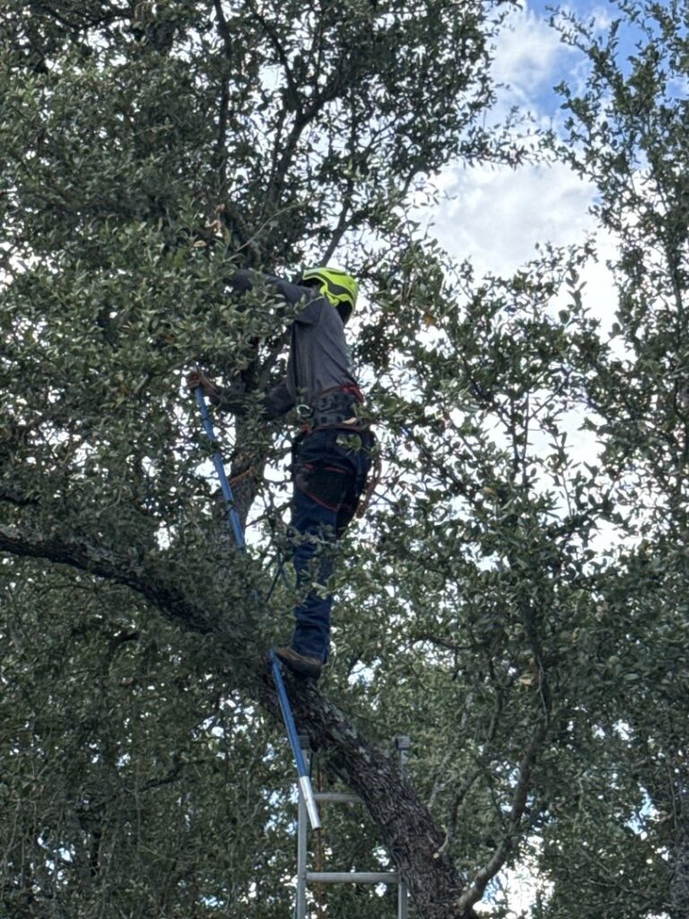 A skilled tree climber trimming branches high in a tree for S.A. Total Tree Service in San Antonio, TX