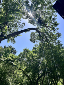 A professional tree climber secured with ropes, trimming branches for SGC Services in Fort Worth, TX.