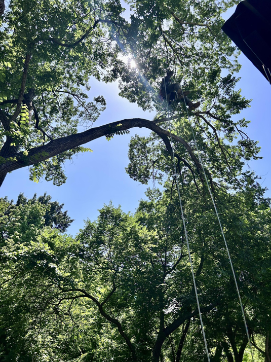 A professional tree climber secured with ropes, trimming branches for SGC Services in Fort Worth, TX.
