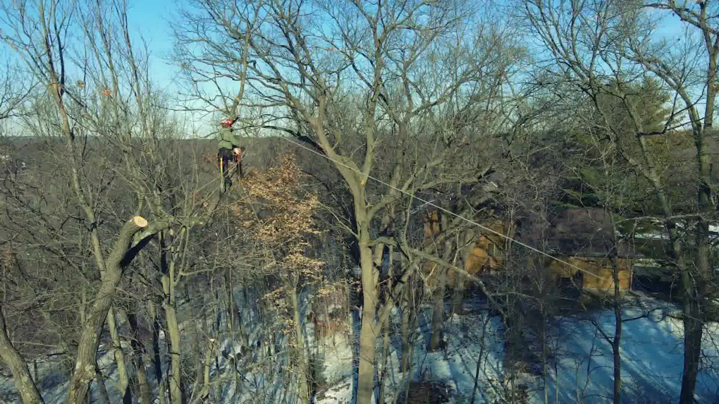 A tree climber trimming branches high in a bare tree for Tip Top Tree Care in Grand Rapids, MI.