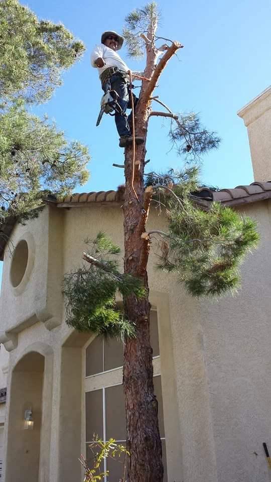 A skilled tree climber performing professional trimming on a tall pine tree for Tree Service in North Las Vegas, NV.