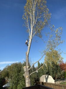 A professional tree climber in safety gear high in a tall, partially trimmed tree for Slim's Tree Care in West Fargo, ND.