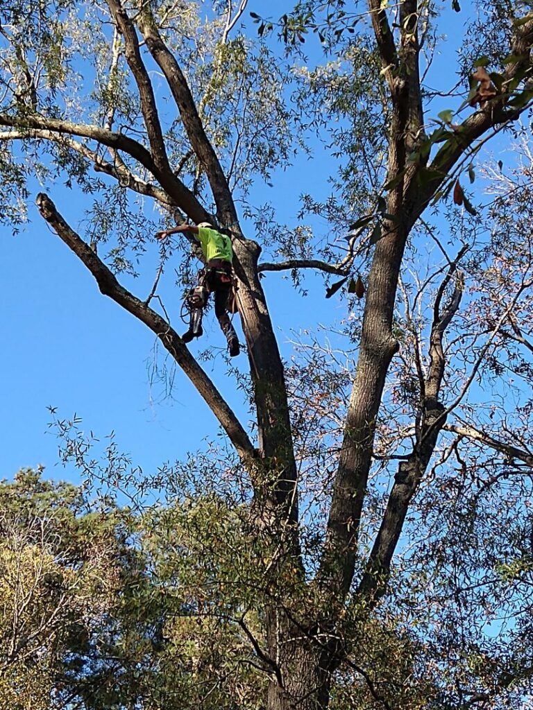 A professional tree climber trimming branches high in a tree for Arbor Elite SC in Columbia, SC.