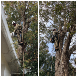 A tree climber from Jesse James Tree Rangers trimming a large tree in Jacksonville, FL, wearing safety gear.