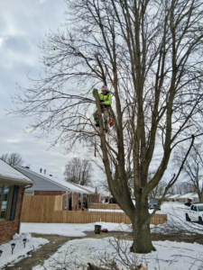 A professional tree climber with a chainsaw actively trimming a large tree for Johnston's Tree Service in Owensboro, KY.