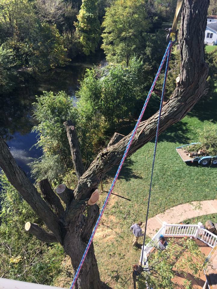 A view from high in a tree, showing a ground crew member and ropes during a tree service job by Butler's Tree Service in Point of Rocks, MD.