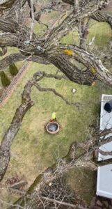 An aerial view from a tree showing a ground crew member and cut branches during a tree service job by Skyline Tree Service and Landscaping Inc. in Saint Charles, IL.