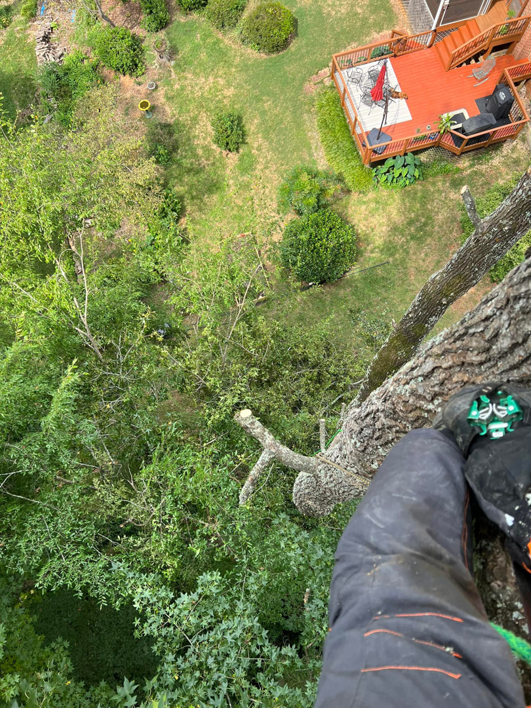 A tree climber's perspective looking down at a residential yard during trimming by Tony's Tree Service LLC in York, SC