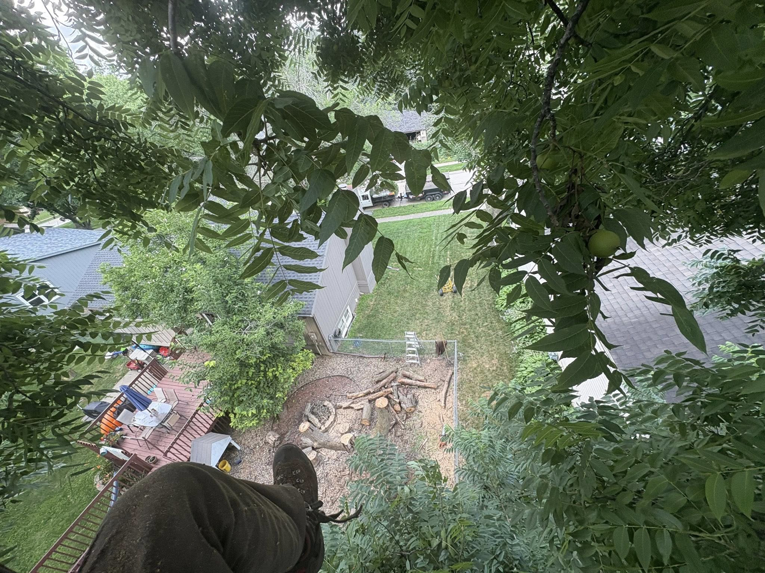 A tree climber's view from high in a tree, looking down at a yard with cut tree sections below, by Rooted Tree & Home Services LLC in Des Moines, IA.