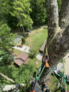A tree climber's view from high in a tree during a tree removal service by Triple T tree service in Houston, TX.
