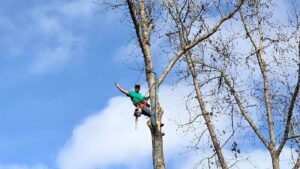A tree climber from Jesse James Tree Rangers waving from high up in a tree in Jacksonville, FL.