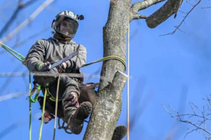 A professional tree climber with a chainsaw, secured in a harness, performing tree work for Mazzola Lawn and Tree in Parma, OH.