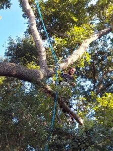 A tree climber with a chainsaw, harnessed in an oak tree, performing tree trimming services for B&B Tree Service in Wilmington, NC.