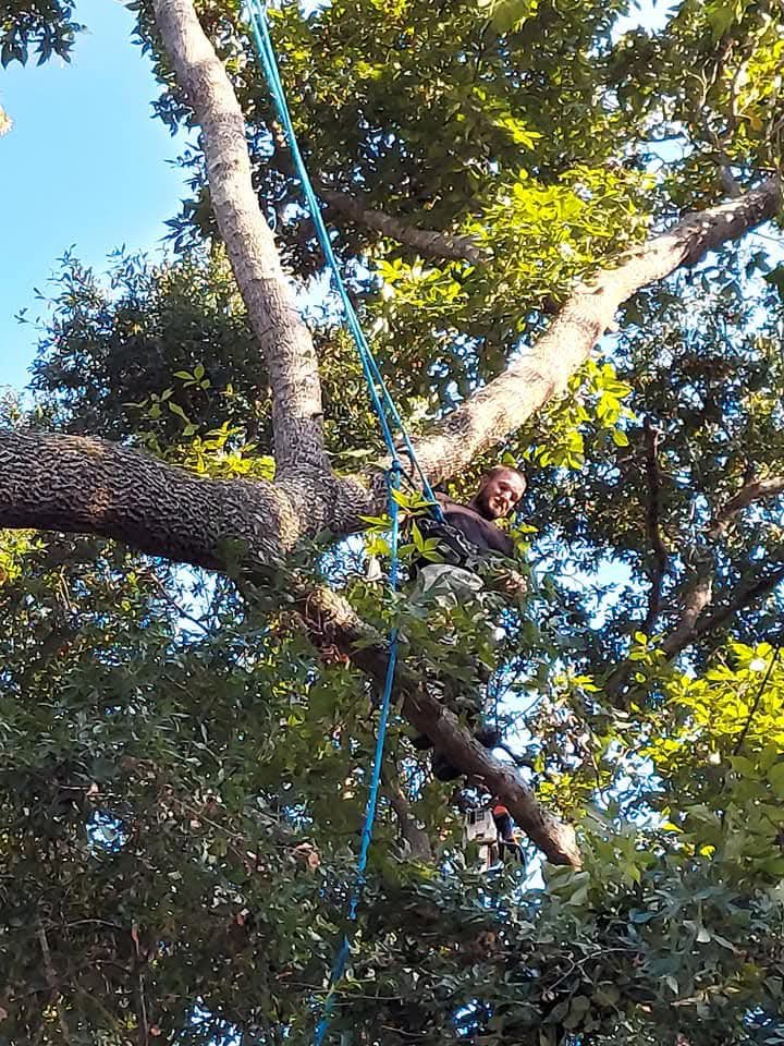 A tree climber with a chainsaw, harnessed in an oak tree, performing tree trimming services for B&B Tree Service in Wilmington, NC.