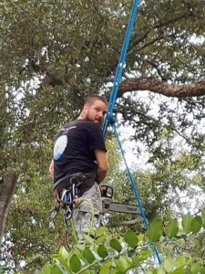 A tree climber harnessed in a tree with a chainsaw, ready to perform tree trimming for B&B Tree Service in Wilmington, NC.