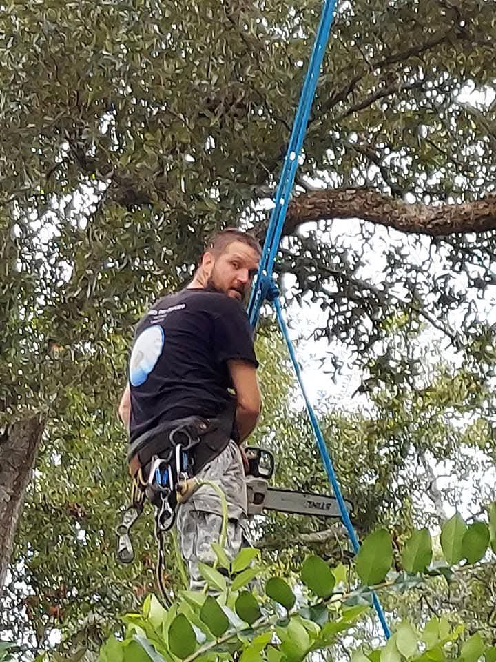A tree climber harnessed in a tree with a chainsaw, ready to perform tree trimming for B&B Tree Service in Wilmington, NC.