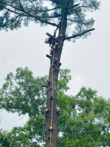 A professional tree climber using a chainsaw to prune a tall tree for Drop Zone Tree Care LLC in Madison, WI