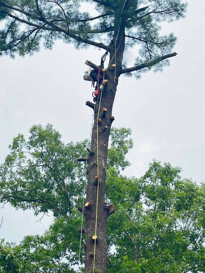 A professional tree climber using a chainsaw to prune a tall tree for Drop Zone Tree Care LLC in Madison, WI