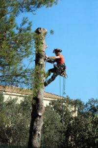 A professional tree climber with safety gear and a chainsaw working high in a tree for Shore Tree Service in Quincy, MA.