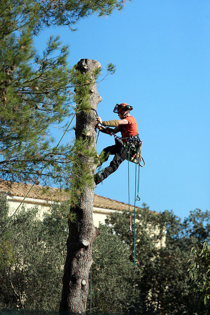 A professional tree climber with safety gear and a chainsaw working high in a tree for Shore Tree Service in Quincy, MA.