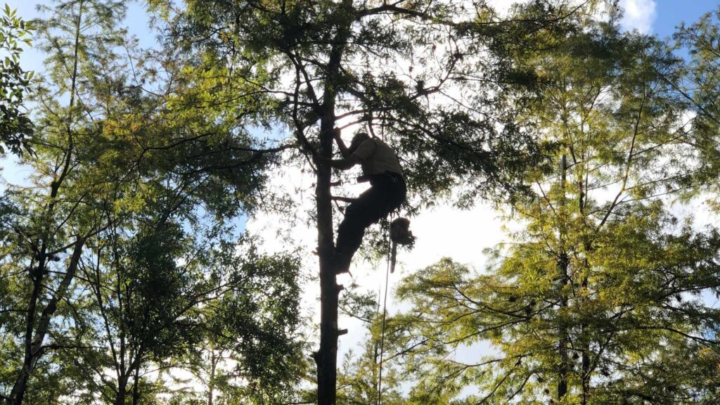 A professional tree climber with a chainsaw high in a tree for Tim's Tree Service in Cape Coral, FL