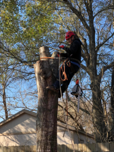 A skilled tree climber with a chainsaw attached, performing tree removal services for Victor Tree Services in Houston, TX.