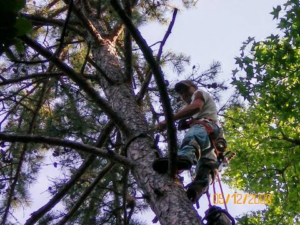 A professional tree climber with a harness and ropes working on a tree for Daniel's Tree Service in Columbia, SC.