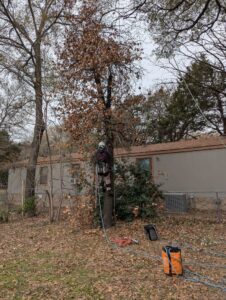 A tree climber with safety ropes and gear on the ground, performing tree service for Lone Star Arborists in Jackson, MS