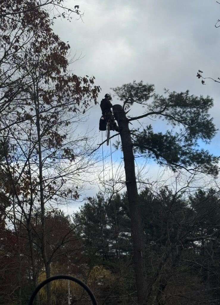A professional tree climber with ropes and safety gear working on a tall pine tree for Tip Top Tree Service in Hudson, NH.