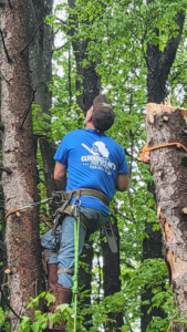 A tree climber from Cunningham Tree Service safely working on a tree with a chainsaw in Murrysville, PA.