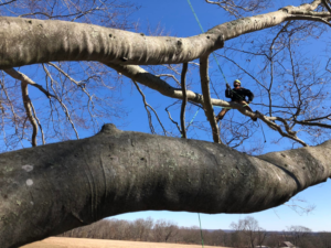 A tree climber working high in a tree, seen through branches, performing tree services for West Bay Tree Works LLC in Coventry, RI.