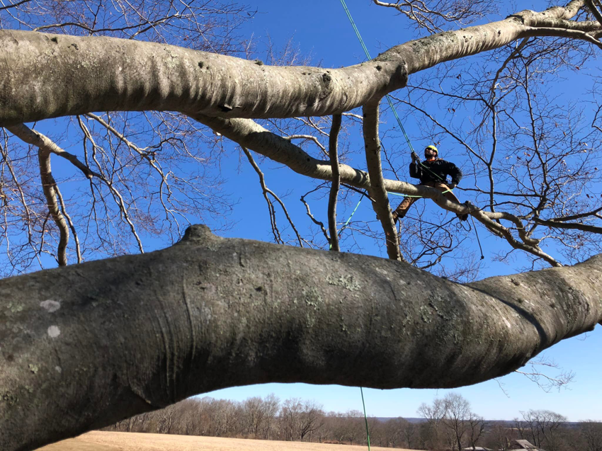 A tree climber working high in a tree, seen through branches, performing tree services for West Bay Tree Works LLC in Coventry, RI.