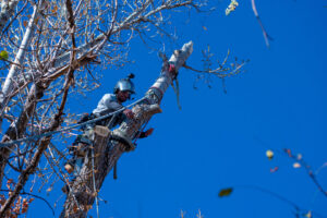 A tree climber secured with ropes, working on a large tree branch against a blue sky for Branching Out Tree Service in Amityville, NY.