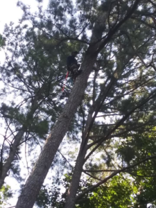 A professional tree climber working high up in a tall pine tree for Nunez Tree Services LLC in Roswell, GA.
