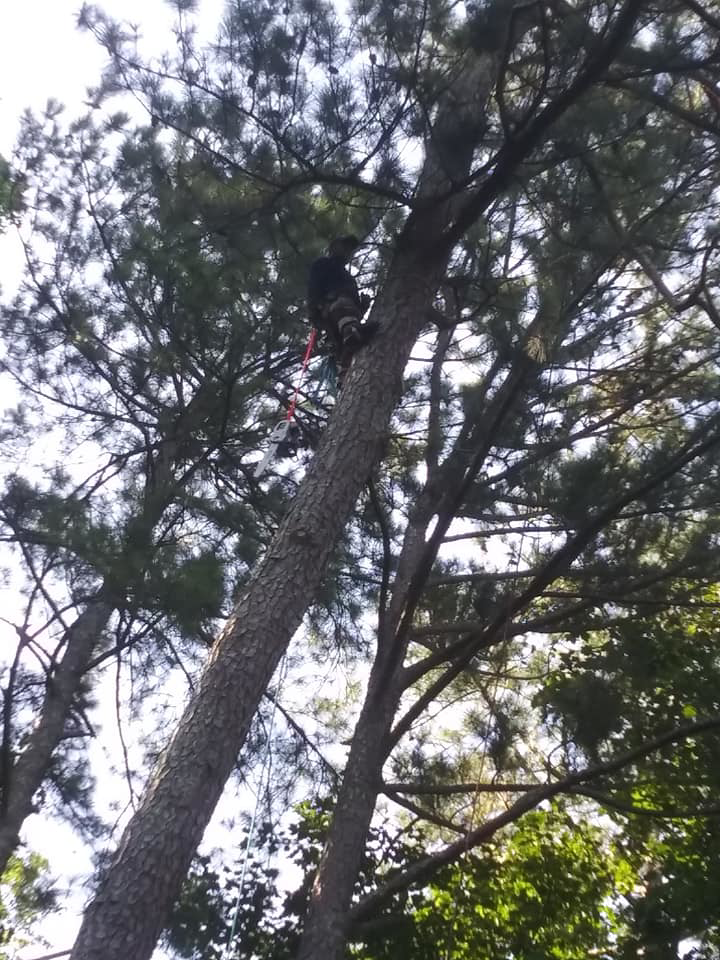 A professional tree climber working high up in a tall pine tree for Nunez Tree Services LLC in Roswell, GA.