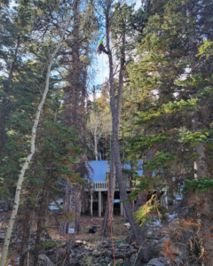 A professional tree climber from Peak Arbor LLC working on a tall tree near a residence in Casper, WY.