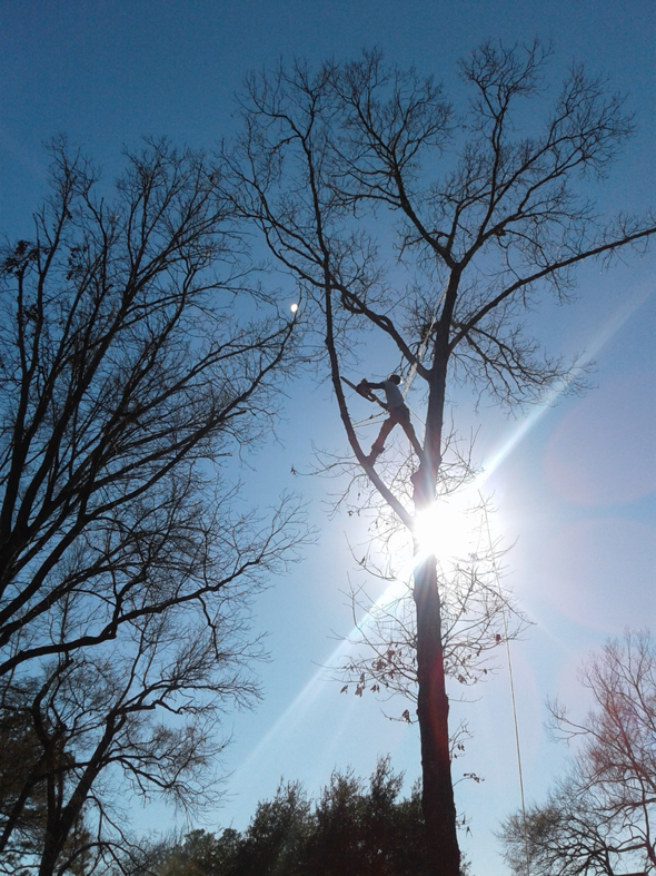 A skilled tree climber working high in a tree, silhouetted against the bright sky, by Climbers Unlimited Professional Tree Service in Onalaska, TX.