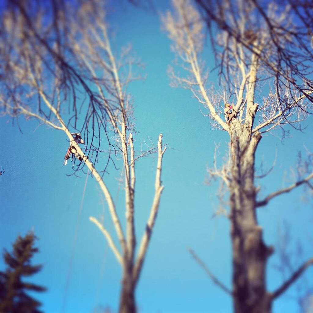 Two tree climbers from Tree Artisans pruning bare trees against a clear blue sky in Colorado Springs, CO.