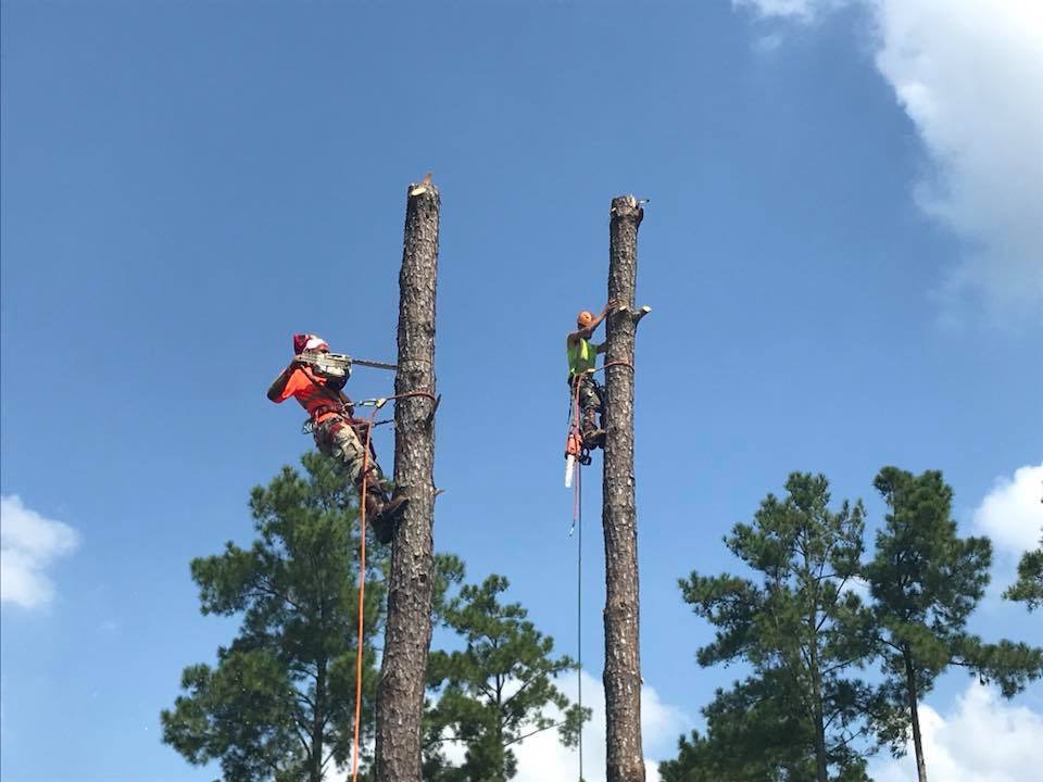 Two skilled tree climbers high in pine trees, actively removing branches, demonstrating expert tree service by Schnell Tree Services LLC in Fayetteville, NC.